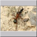 Formica -Serviformica- sanguinea - Blutrote Raubameise 42a 9mm mit Stylops melittae - Faecherfluegler-Maennchen.jpg